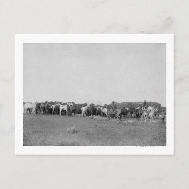 Pferde umrundet von Cowboys Fotograf Postkarte (Vorderseite)