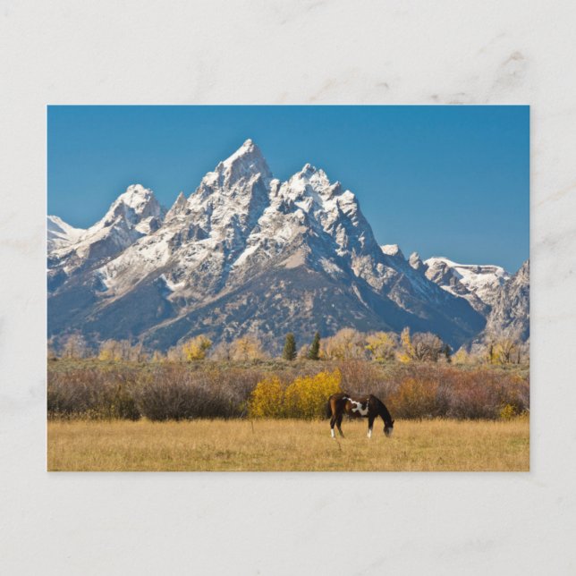 Pferde und Grand Tetons, Elchkopfranke Postkarte (Vorderseite)