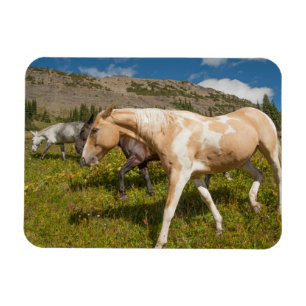 Pferde und Maultiere Magnet