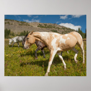 Pferde und Maultiere Poster