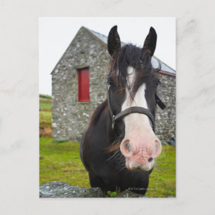 Pferde und Steine im ländlichen England Postkarte