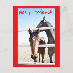 Pferde Valentin IV Postkarte