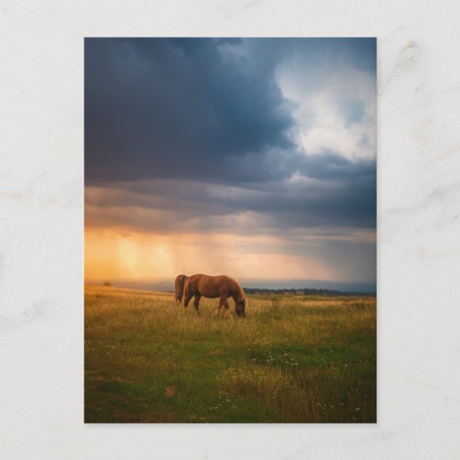 Pferde weiden an stürmischen Tagen Postkarte (Vorderseite)