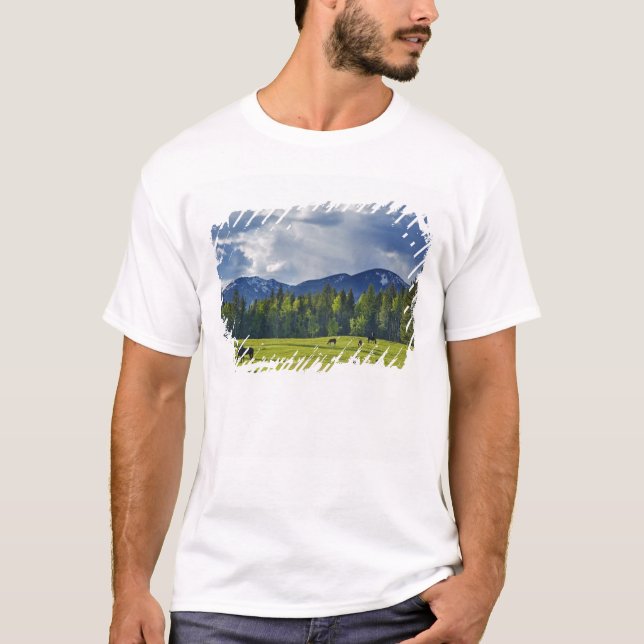 Pferde weiden auf Weide in der Nähe von Weißfisch, T-Shirt (Vorderseite)