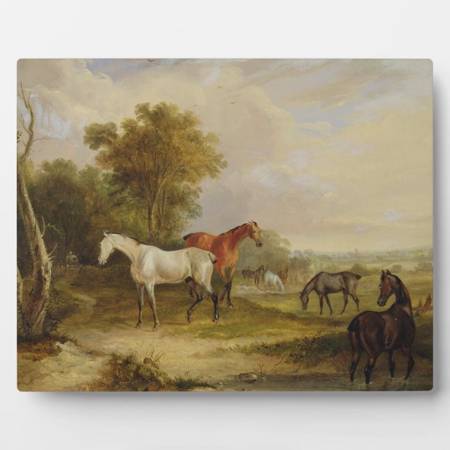 Pferde Weiden: Ein grauer Stallion mit Mares Fotoplatte (Vorderseite)