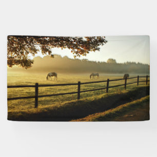 Pferde Weiden im Sonnenaufgang Banner