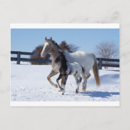 Pferde Winterschneesport Landhaus Liebe Postkarte