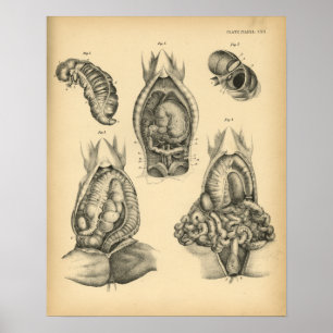 Pferdeabdominal- Anatomie 1908 Vintager Druck Poster