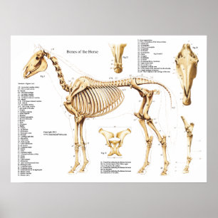 Pferdeanatomie-Skelett-Plakat Poster