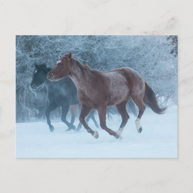 Pferdeantrieb Postkarte (Vorderseite)