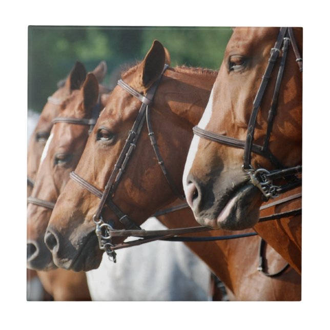 Pferdeartige Pferdeshow-Fliese Fliese (Vorderseite)