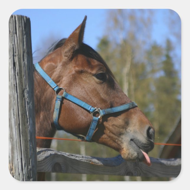 Pferdeaufkleber Quadratischer Aufkleber (Vorderseite)
