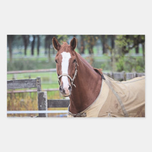 Pferdeaufkleber Rechteckiger Aufkleber