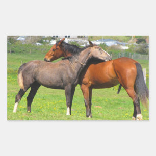 Pferdeaufkleber Rechteckiger Aufkleber