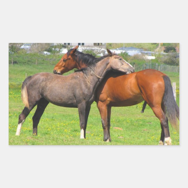 Pferdeaufkleber Rechteckiger Aufkleber (Vorderseite)
