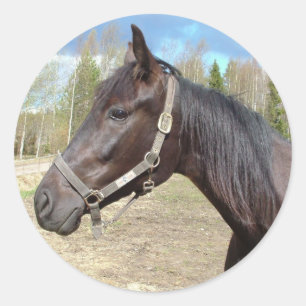 Pferdeaufkleber Runder Aufkleber