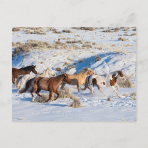 Pferdeauftrieb im Winter auf der Hideout Ranch Postkarte