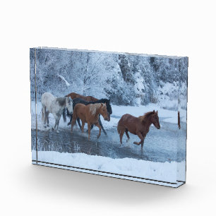 Pferdeauftrieb im Winter Fotoblock