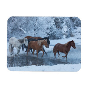 Pferdeauftrieb im Winter Magnet