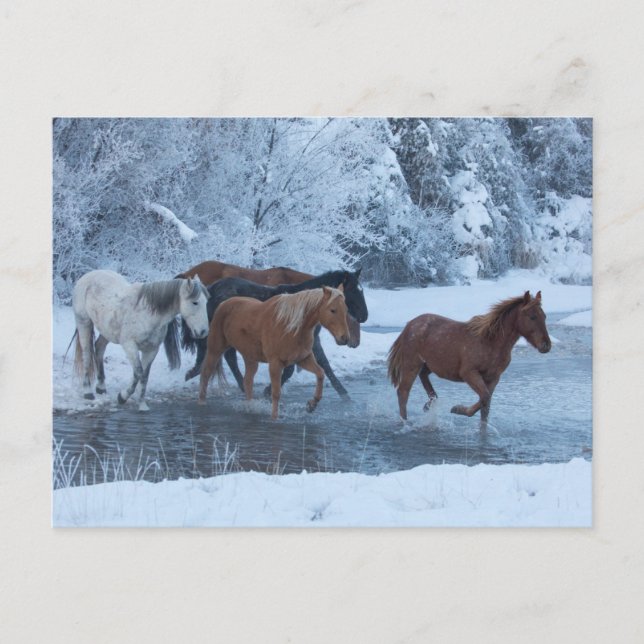 Pferdeauftrieb im Winter Postkarte (Vorderseite)
