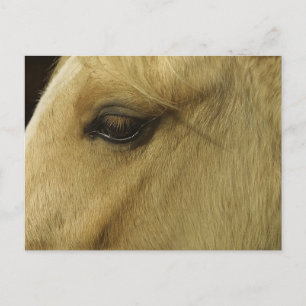 Pferdeauge Postkarte