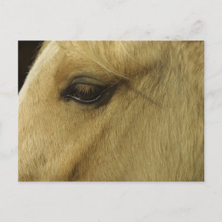Pferdeauge Postkarte