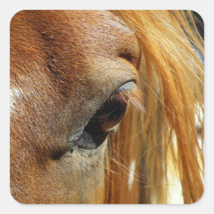 Pferdeaugenschluss Quadratischer Aufkleber