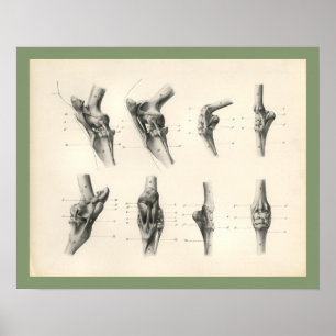 Pferdebein Knochen Gelenke Veterinäranatomie Druck Poster