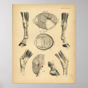 Pferdebein-Sehnen Anatomie 1908 Vintage-Druck Poster