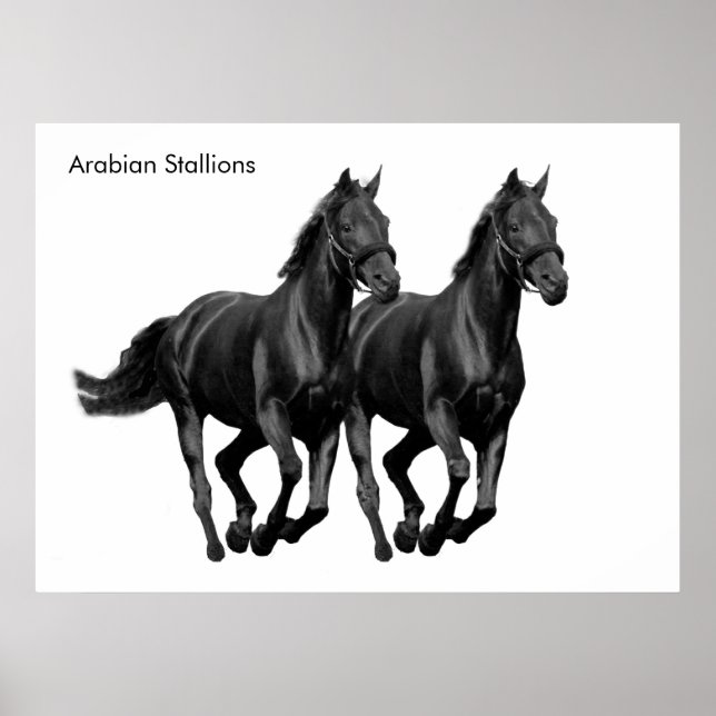 Pferdebild für Poster (Vorne)