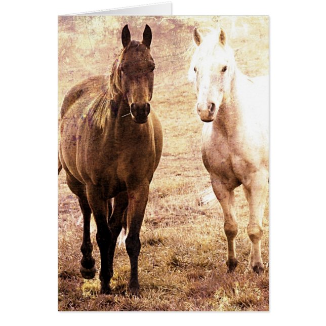 Pferdebuddies (Vorne)