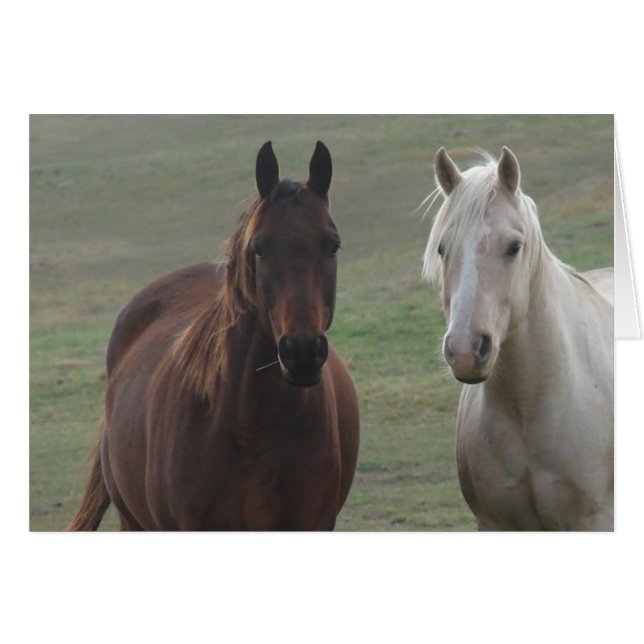 Pferdebuddies (Vorderseite (Horizontal))