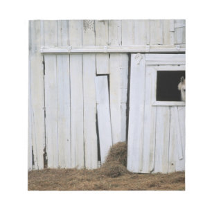 Pferdedas haften gehen heraus Scheunen-Fenster Notizblock