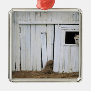 Pferdedas haften gehen heraus Scheunen-Fenster Silbernes Ornament