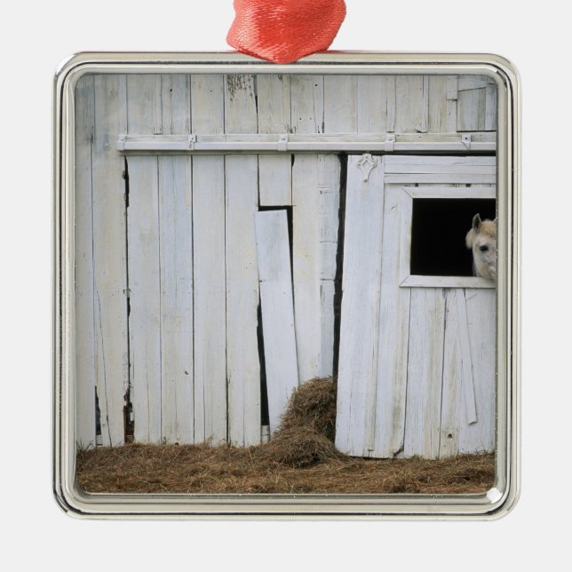 Pferdedas haften gehen heraus Scheunen-Fenster Silbernes Ornament (Vorne)