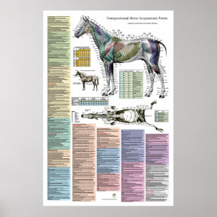 PferdeEquine-Akupunkturpunkte Veterinärmedizin Poster