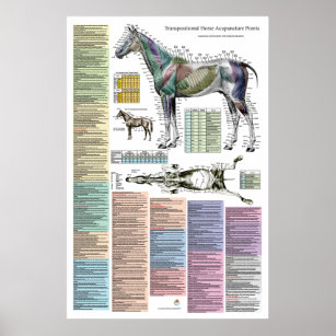 PferdeEquine-Akupunkturpunkte Veterinärmedizin Poster