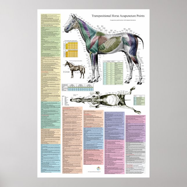 PferdeEquine-Akupunkturpunkte Veterinärmedizin Poster (Vorne)