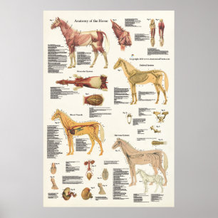 PferdeEquine Anatomie Poster Großformat