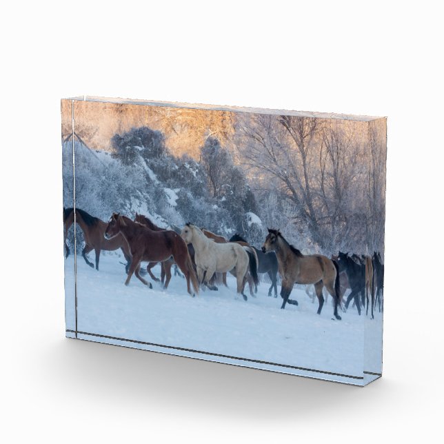 Pferdefahrt im Winter auf der Hideout Ranch Fotoblock (Rechts)