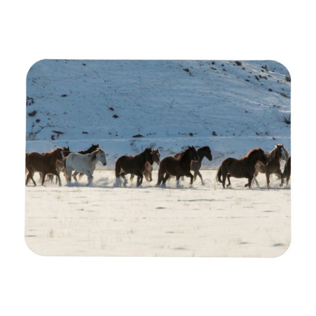 Pferdefahrt im Winter auf der Hideout Ranch Magnet (Horizontal)