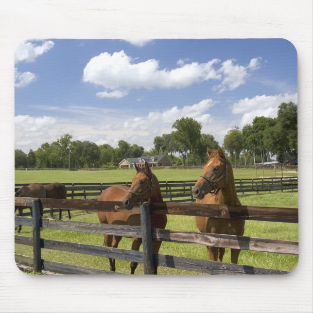 Pferdefarm in Marion Landkreis, Mousepad (Vorne)