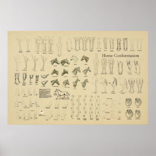 Pferdefleischkonformationsdiagramm Legs Gait Poster