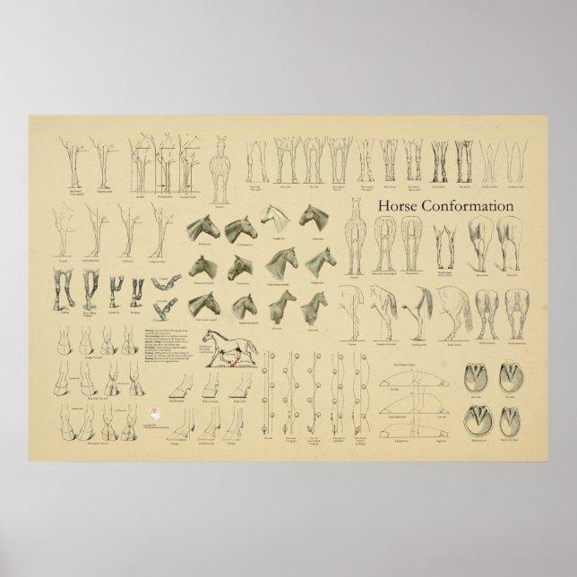 Pferdefleischkonformationsdiagramm Legs Gait Poster (Vorne)