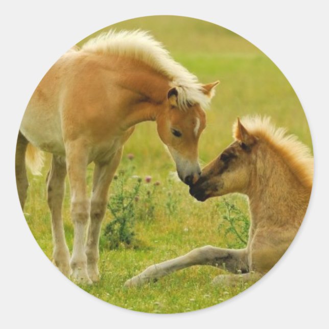 Pferdefoals Runder Aufkleber (Vorderseite)