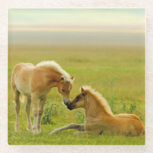 Pferdefohlen Glasuntersetzer