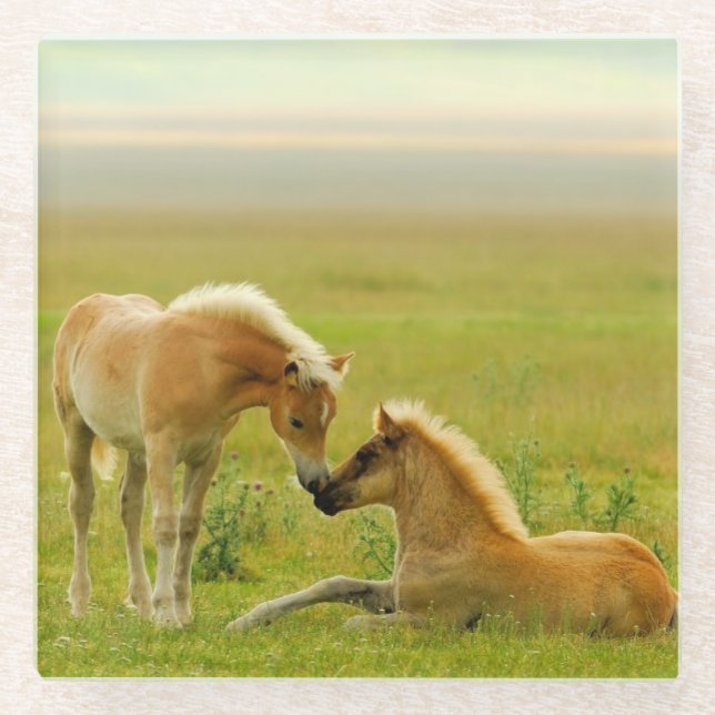 Pferdefohlen Glasuntersetzer (Vorderseite)