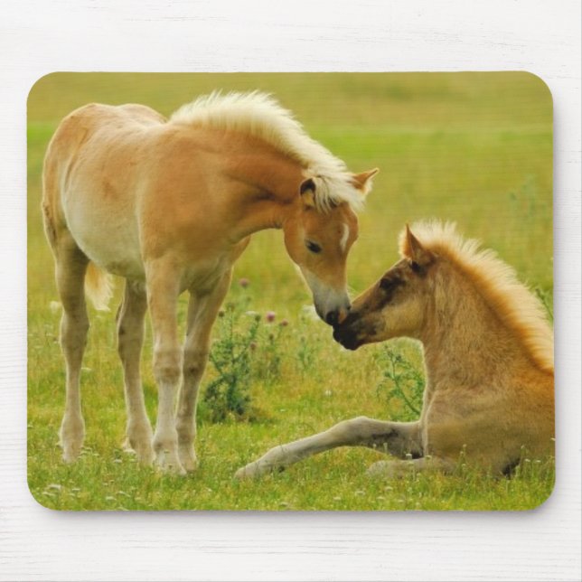 Pferdefohlen Mousepad (Vorne)