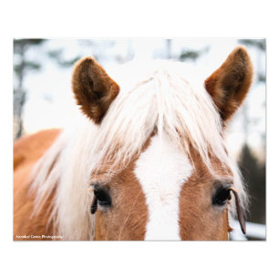 PferdeFoto-Druck Fotodruck