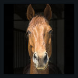 Pferdefoto Poster<br><div class="desc">Foto eines nahen Pferdegesichts. Braunes Pferdebild,  das Sie personalisieren können.</div>